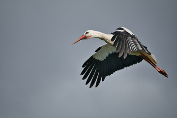 Close up of a stork in flight