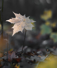 Ahorn Blätter im Sonnenlicht