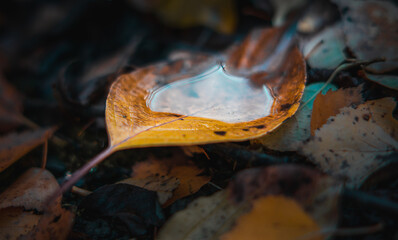 Ein Blatt am Boden gefüllt mit Wasser