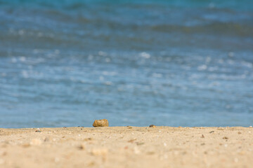 stone lying on the sandy beach on the blue sea in egypt