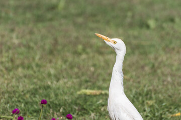 young white reef egret standing in the grass and looking up
