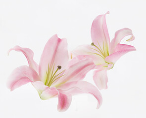 ゆり　白バック　　スタジオ撮影