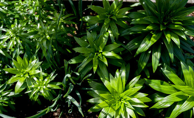 Top view plants of lily flower. home garden