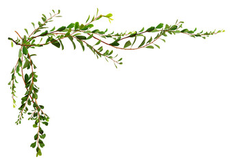 Twigs with small green leaves in a corner arrangement isolated on white or transparent background