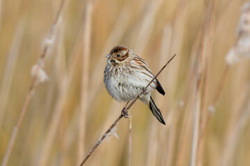 Common Reed Bunting