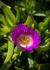  Close up of a Carpobrotus edulis flower of purple color.