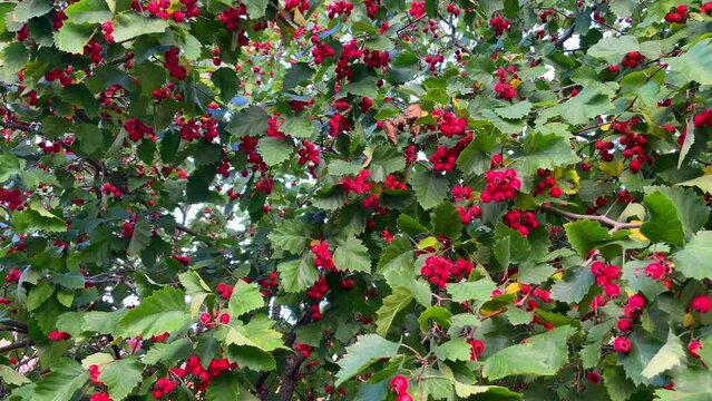 Red hawthorn berries close up in the city park