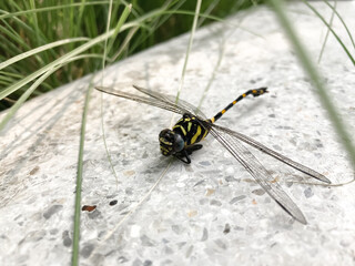 Dragonfly close-up