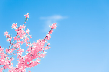 Fototapeta na wymiar Sakura cherry blossom tree in Japan. Spring pink cherry flowers on bright blue sky. Hanami festival on a sunny day.