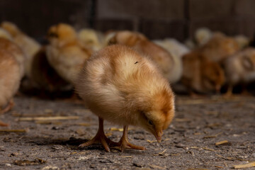 Little chickens at a poultry farm.