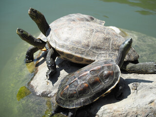 Three turtles sunbathing on rocks in a pond