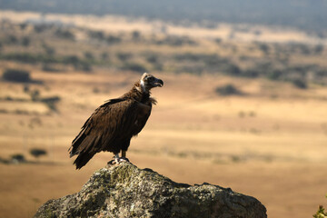 rapaces en la sierra abulense