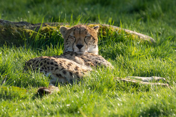 Fototapeta na wymiar Cheetah lying in long grass