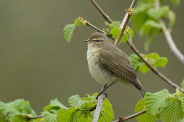 Chiffchaff in tree in springtime