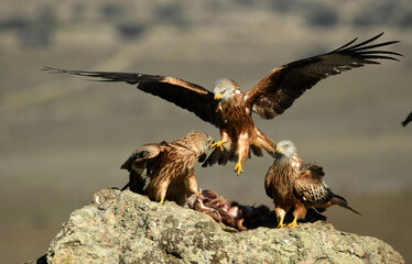 rapaces en la sierra abulense