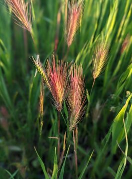 closeup of golden red compact brome grass in Central Park of San Ramon, California