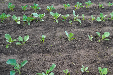 Rows of young cabbage on the field. Organic vegetables. Vegetable growing. Healthy eating. Vegetable field, top view