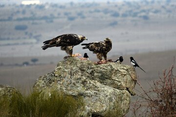 rapaces en la sierra abulense