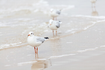 Seagull in the natural environment on the Baltic Sea.