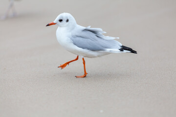 Seagull in the natural environment on the Baltic Sea.