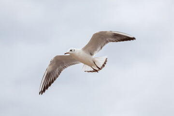 Seagull in the natural environment on the Baltic Sea.