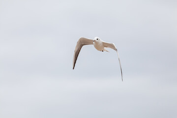 Seagull in the natural environment on the Baltic Sea.