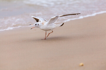 Seagull in the natural environment on the Baltic Sea.