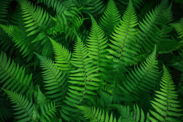 Plant Wall/ Fern / Wallpaper / Background / Green image / Leaves / Flowers / Vegetation / Vegetal Wall / Generative AI 