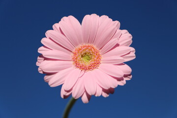 Pink Gerbera Blume vor blaumem Himmel. Nahaufnahme einer rosafarbenen Gerbera Blume mit blauem...