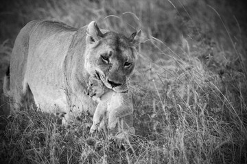 Masai Mara lions - obrazy, fototapety, plakaty