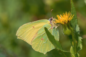 Beautiful greenish-yellow butterfly Lemongrass, or Krusinnitsa lat.Gonepteryx rhamni on a yellow flower close-up.