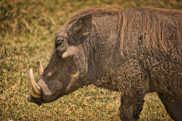Warzenschwein beim grasen und fressen. Safari, Tanzania