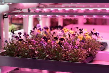 Fotobehang Viooltje Seedlings of pansies growing in hothouse under purple LED light. Hydroponics indoor vegetable plant factory. Greenhouse with agricultural cultures and led lighting equipment. Green salad farm.   © DimaBerlin