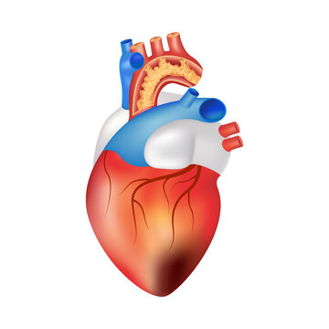 Smoking effect on human heart. Dangers of smoking. Stop smoking, World No Tobacco Day. Icon 3D file PNG