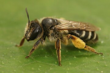 Closeup on a female Yellow leggeed mining bee, Andrena flavipes sitting on a green leaf