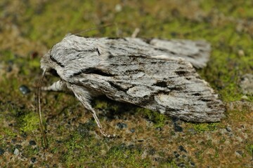 Closeup of a hairy dart owlet moth, Egira crucialis, at Humbug Mountain, Oregon