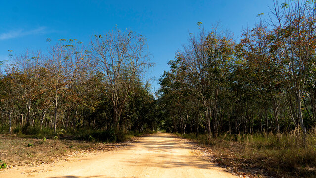 Dirt road that leads straight ahead and is surrounded by a forest of plantations of rubber trees. under the blue sky.