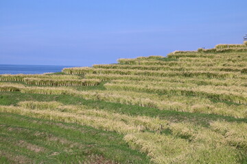 Fototapeta na wymiar 野津半島の風景、輪島・白米千枚田。海辺に広がる稲刈りの時期を迎えた棚田。