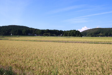 Fototapeta premium 野津半島の田園風景。