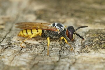 Close up on a colorful yellow striped European beewolf, Philanthus triangulum on a piece of wood