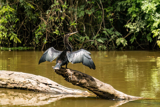 Neotropical-Kormoran auf dem River Tempisque Costa Rica