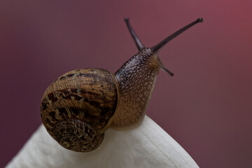 Helix - Escargot de Bourgogne - mollusque, 