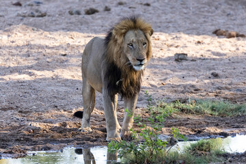 Large black main lion male