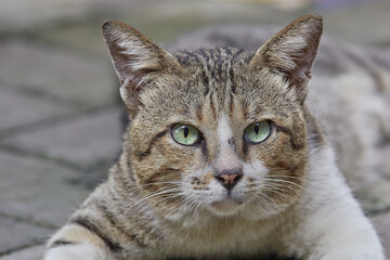 Male stray cat with scar and its eyes wide open, close up candid shot