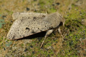 Closeup on an Oregon Orthosia owlet moth species, sitting on stone