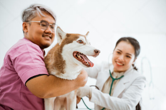 a beautiful siberian dog sticking it's tongue out while the female veteranian checking it with stethoscope