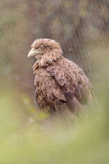 Fototapeta premium Adult White-tailed eagle i. Portrait green background. Scientific name: Haliaeetus albicilla, also known as the ern, erne, gray eagle, Eurasian sea eagle and white-tailed sea-eagle.