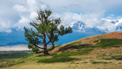 Fototapeta na wymiar mountain tree in harsh winds. Bizarre lonely old cedar tree against the background of snow-capped mountains. Atmospheric green landscape with tree in mountains. Panoramic view.