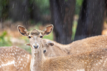Persian fallow deer in the rain (Dama dama mesopotamica).
