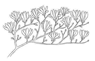 Hand-drawn magnolia branch with flowers